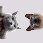 yuka๐ธ็ซใจ็ดซใฎ้จๅฑ's profile picture