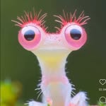 disha patani (paatni) 🦋