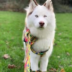 Viola The Husky's profile picture