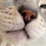 HYOLYN's profile picture