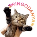 Ringo the Cat