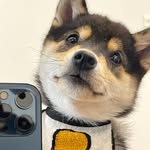 是曼玉不是鳗鱼