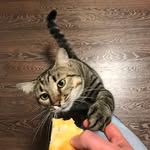 Тот самый с котиком😺