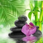 Travel🌄 • Nature 🍃 • animals 🐅