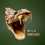 سانسور شده های دنیای حیوانات