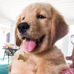 TUCKER | The Golden Retriever